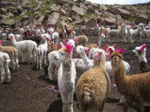 ESTABLECEN EL 1 DE AGOSTO DE CADA AÑO "DÍA NACIONAL DE LA ALPACA"