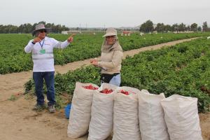 Establecen medidas para promover formalización laboral del sector agrario