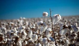Establecen requisitos fitosanitarios a la importación de fibra de algodón sin cardar ni peinar de origen mexicano