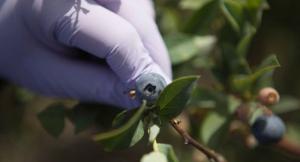 Estudian uso de aceites esenciales para aumentar seguridad de productos y prolongar vida útil de frutas orgánicas