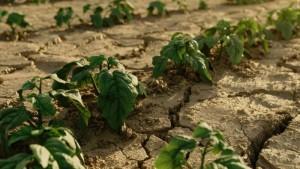 Europa abre la puerta a las nuevas técnicas genómicas en agricultura