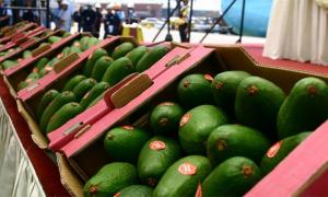 Europa espera los despachos de aguacates peruanos para estabilizar su mercado