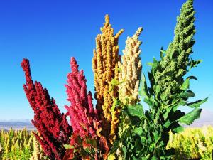 EVALÚAN VARIEDADES DE QUINUA CON MEJOR ADAPTACIÓN EN REGIONES PRODUCTORAS 