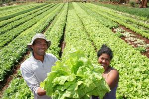 EXIGEN APROBAR LEY DE AGRICULTURA FAMILIAR Y SEGURIDAD ALIMENTARIA