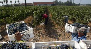 “Exigirles a las empresas agrarias mantener la misma cantidad de trabajadores durante todo el año no sería razonable”