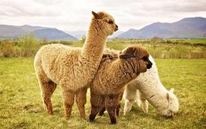 Existen 92.700 productores alpaqueros en Perú dedicados a la crianza de 4.384.846 alpacas, convirtiendo a nuestro país el primer productor mundial de esa fibra