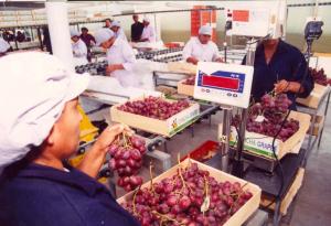 Exportación agroindustrial es el único sector que registra crecimiento en la primera mitad del año