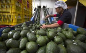 Exportación de aguacates mexicanos se quintuplicó desde el TLC con Estados Unidos