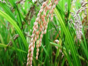 EXPORTACIÓN DE ARROZ PERUANO A COLOMBIA CAYÓ 95%