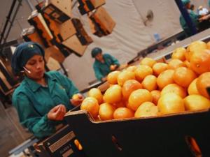 EXPORTACIÓN DE CÍTRICOS ASCENDIÓ A 113.163 TONELADAS EN CAMPAÑA 2015