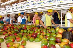 Exportación de mango fresco a Corea del Sur superó los US$ 12.3 millones de enero a septiembre de este año