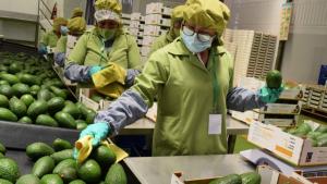 Exportación de palta peruana se mantiene estable en julio pese a caída del volumen embarcado