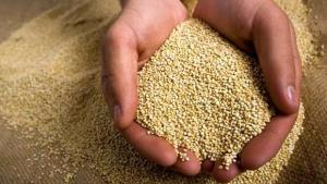 EXPORTACIÓN DE QUINUA CRECIÓ 243%