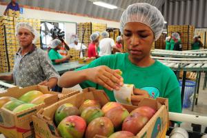 Exportación peruana de mango fresco en la presente campaña será ligeramente menor a la anterior