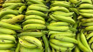 Exportación peruana de plátanos supera los US$ 51 millones hasta abril