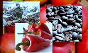 EXPORTACIONES AGRARIAS SUMARON US$ 396 MILLONES