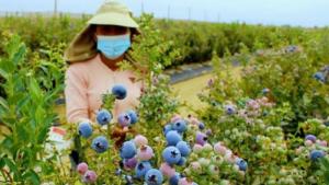 Exportaciones agropecuarias de La Libertad sumaron US$ 374 millones este primer trimestre