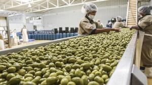 Exportaciones de aceituna de Perú crecieron en volumen 155% en junio de 2025