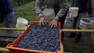 Exportaciones de arándano colombiano alcanzan su primer millón de dólares