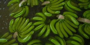 Exportaciones de banano colombiano registraron un crecimiento de 15.8% entre enero y julio de 2024