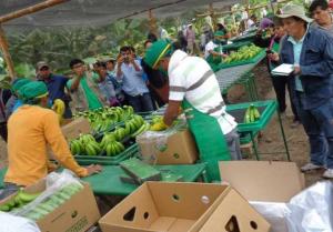 EXPORTACIONES DE BANANO ORGÁNICO DE CEPIBO CRECERÍAN 11% ESTE AÑO