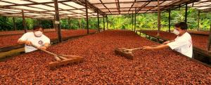 Exportaciones de cacao a la India crecieron 229.45%