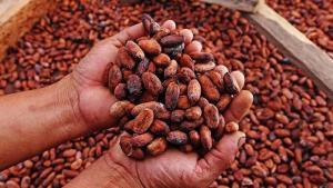 Exportaciones de cacao de Perú sumaron 8.709 toneladas por US$ 69.6 millones en abril del 2024,