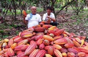 Exportaciones de cacao por parte de Acopagro crecerían 20% este año