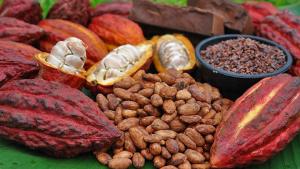 Exportaciones de cacao y derivados sumaron cerca de US$ 1.500 millones