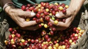 EXPORTACIONES DE CAFÉ CERRARÍAN EN US$ 580 MILLONES