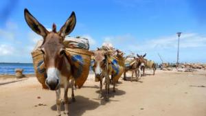 Exportaciones de carne de burro y sobproductos alcanzaron 691 toneladas entre enero y abril de 2024