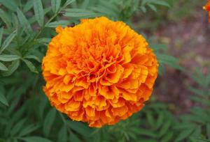 Exportaciones de colorante de marigold sumaron US$ 2 millones entre enero y mayo de 2023