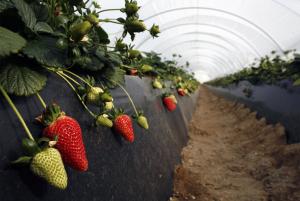 EXPORTACIONES DE FRESAS SUPERARON LOS US$ 2 MILLONES