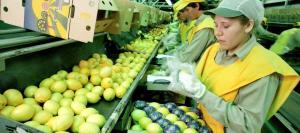 EXPORTACIONES DE FRUTAS Y VEGETALES DE ARGENTINA CAEN EN VALOR PERO CRECEN EN VOLUMEN