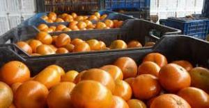 Exportaciones de mandarina de Perú crecieron  7% en volumen y 15% en valor en agosto