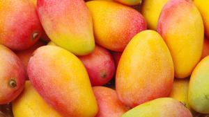 Exportaciones de mango fresco caen 45.9% en volumen hasta la semana 52