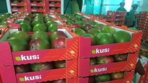 Exportaciones de mango sumaron 65 mil toneladas por US$ 188.640 en el primer trimestre de 2024