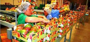 EXPORTACIONES DE MANGOS CRECIERON EN VALOR 34.5% EL AÑO PASADO