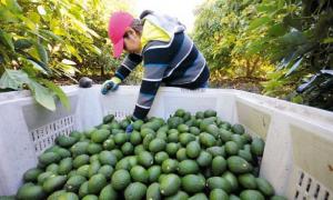 Exportaciones de palta Hass por parte de Beta crecerían 150% este año