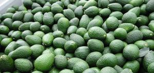 Exportaciones de palta por parte de La Libertad superarían los US$ 300 millones este año