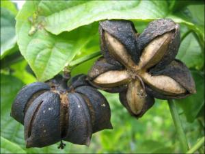 EXPORTACIONES DE PRODUCTOS NATURALES CRECERÍAN 20% ESTE AÑO