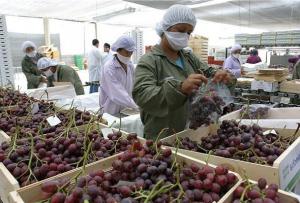 Exportaciones de uva de mesa en la campaña 2019/2020 crecerían menos de lo proyectado