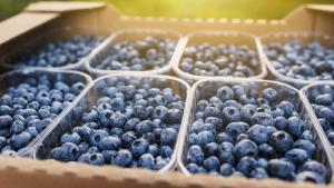 Exportaciones mundiales de arándanos alcanzaron un millón de toneladas, generando ingresos por US$ 6.733 millones