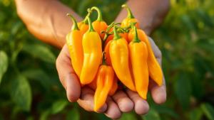Exportaciones peruanas de ají amarillo en 2025: EE.UU. y España concentran el 74% del mercado
