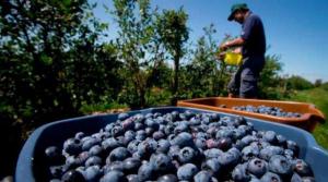 Exportaciones peruanas de arándanos a Indonesia llegarían hasta los US$ 200 millones