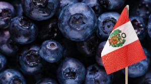 Exportaciones peruanas de arándanos crecerían 20% en volumen en la campaña 2025/2026