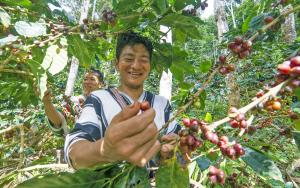 Exportaciones peruanas de café alcanzaron los US$ 1.579 millones