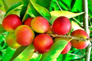 Exportaciones peruanas de camu camu alcanzaron récord en 2020