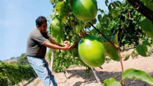 Exportaciones peruanas de maracuyá crecieron 24.4% en volumen y 4.6% en valor en julio