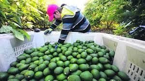 Exportaciones peruanas de palta crecerían 20% en volumen y 30% en valor este año